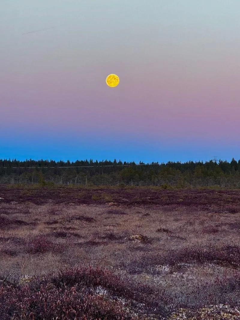 WILD TRAILS - Suojalkapalloon sopiva maisema, tasainen sammalmatto