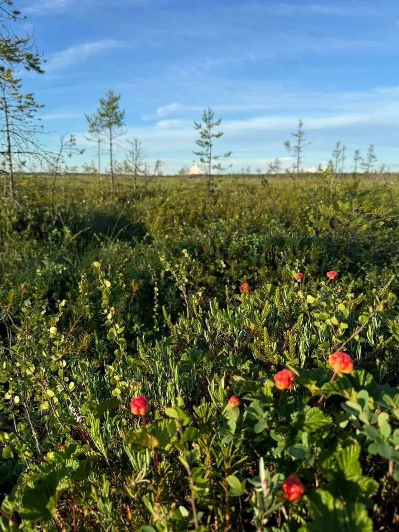 WILD TRAILS - Sydänsuolla, sammaleiden ja lakkojen maisemissa laakealla suolla