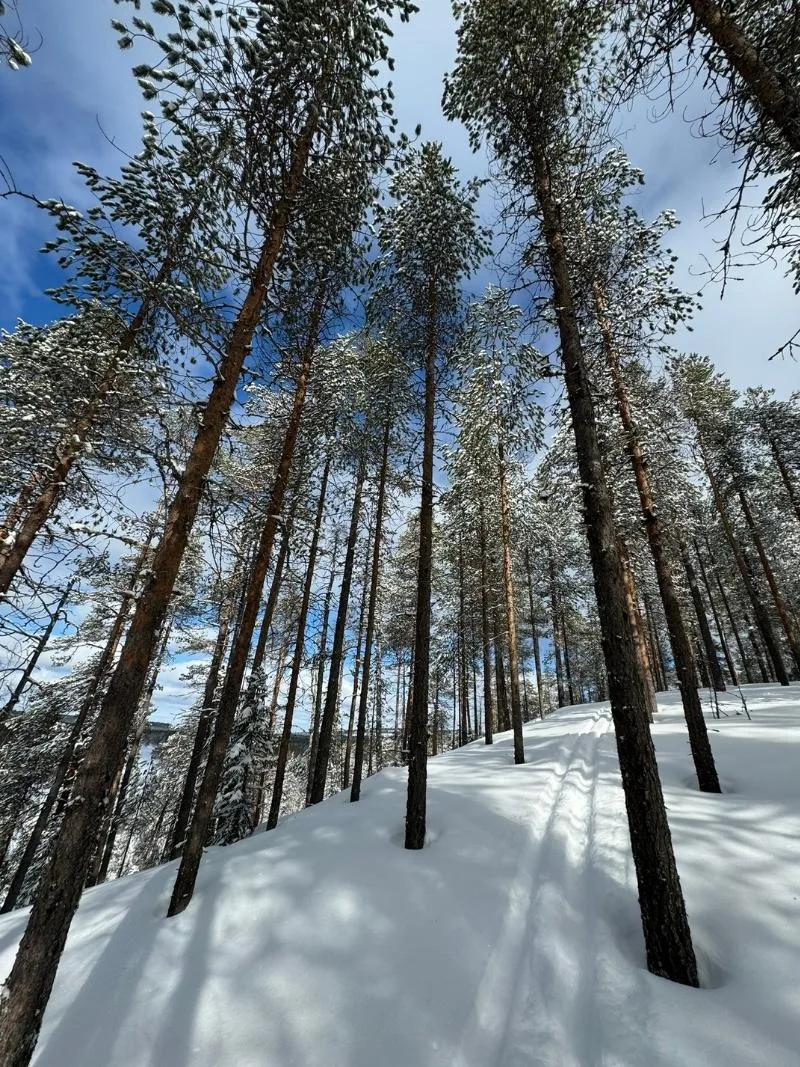 WILD TRAILS - Hiihtoretket Pohjanmaan metsissä upeissa talvisissa maisemissa